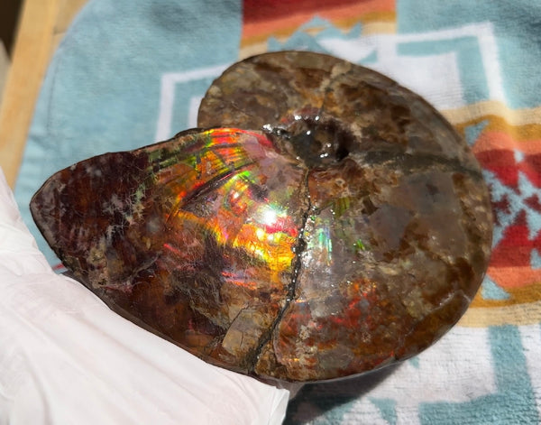 AF-91   Ammonite Fossil - Placenticeras meeki　Ammolite **FREE SHIPPING***　