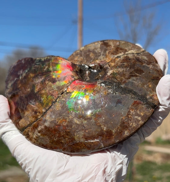 AF-91   Ammonite Fossil - Placenticeras meeki　Ammolite **FREE SHIPPING***　