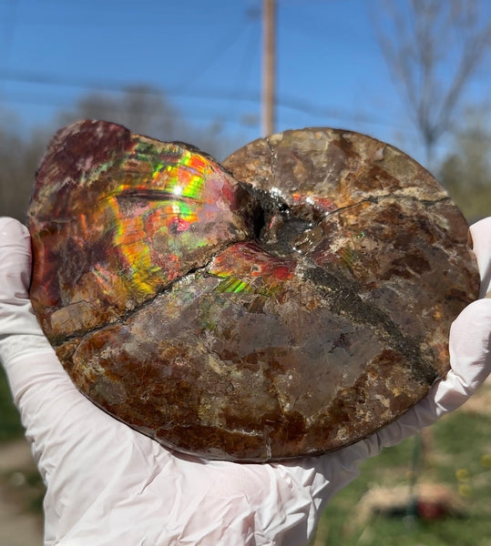 AF-91   Ammonite Fossil - Placenticeras meeki　Ammolite **FREE SHIPPING***　