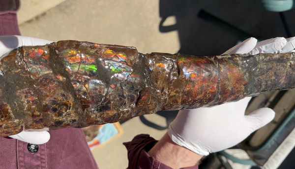 21.45"  54.5cm!! Canadian Ammolite Bacculite Fossil Piece Baculites AF-92  バキュライト アンモライト Baculite Free Shipping!!