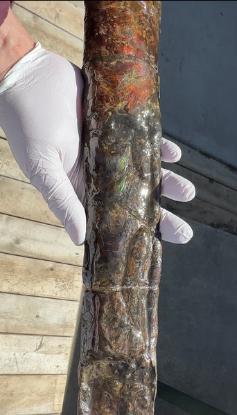 21.45"  54.5cm!! Canadian Ammolite Bacculite Fossil Piece Baculites AF-92  バキュライト アンモライト Baculite Free Shipping!!