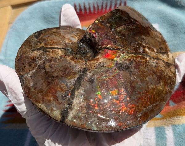 AF-91   Ammonite Fossil - Placenticeras meeki　Ammolite **FREE SHIPPING***　
