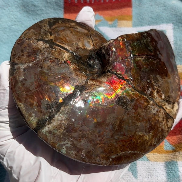 AF-91   Ammonite Fossil - Placenticeras meeki　Ammolite **FREE SHIPPING***　
