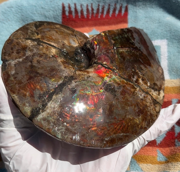 AF-91   Ammonite Fossil - Placenticeras meeki　Ammolite **FREE SHIPPING***　