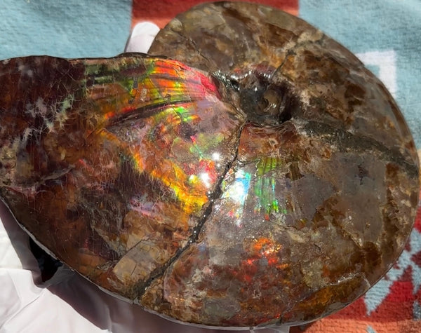 AF-91   Ammonite Fossil - Placenticeras meeki　Ammolite **FREE SHIPPING***　