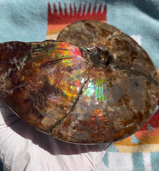 AF-91   Ammonite Fossil - Placenticeras meeki　Ammolite **FREE SHIPPING***　