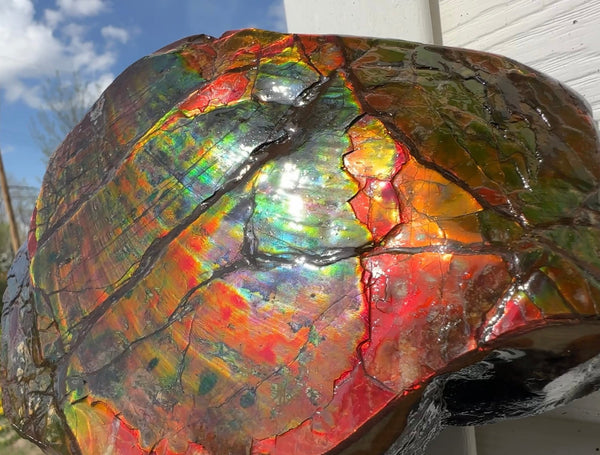 Buy it now or make an offer! Canadian Ammolite  Ammonite Partial Fossil  Big Specimen Home Décor,- CS-238***アンモライト 大型両面 斑彩石 コレクターストーン　価格交渉 FREE SHIPPING