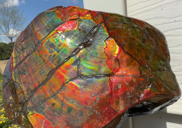 Buy it now or make an offer! Canadian Ammolite  Ammonite Partial Fossil  Big Specimen Home Décor,- CS-238***アンモライト 大型両面 斑彩石 コレクターストーン　価格交渉 FREE SHIPPING