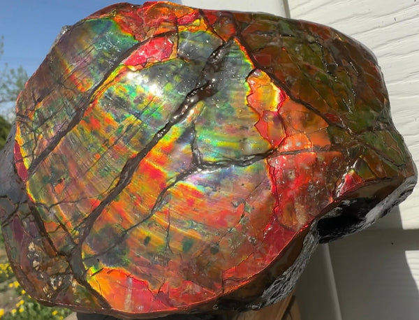 Buy it now or make an offer! Canadian Ammolite  Ammonite Partial Fossil  Big Specimen Home Décor,- CS-238***アンモライト 大型両面 斑彩石 コレクターストーン　価格交渉 FREE SHIPPING