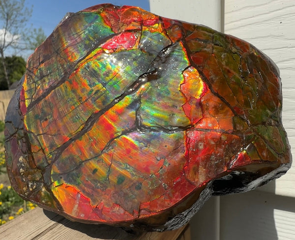Buy it now or make an offer! Canadian Ammolite  Ammonite Partial Fossil  Big Specimen Home Décor,- CS-238***アンモライト 大型両面 斑彩石 コレクターストーン　価格交渉 FREE SHIPPING