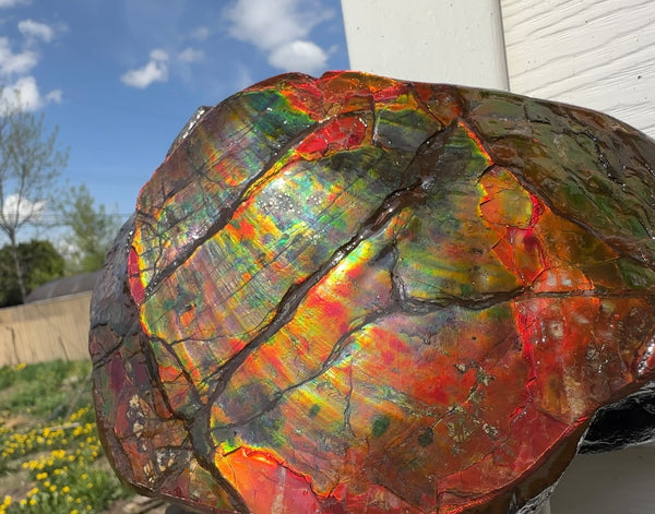 Buy it now or make an offer! Canadian Ammolite  Ammonite Partial Fossil  Big Specimen Home Décor,- CS-238***アンモライト 大型両面 斑彩石 コレクターストーン　価格交渉 FREE SHIPPING