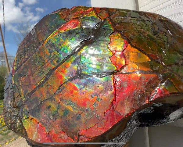 Buy it now or make an offer! Canadian Ammolite  Ammonite Partial Fossil  Big Specimen Home Décor,- CS-238***アンモライト 大型両面 斑彩石 コレクターストーン　価格交渉 FREE SHIPPING