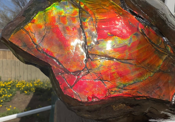 Buy it now or make an offer! Canadian Ammolite  Ammonite Partial Fossil  Big Specimen Home Décor,- CS-238***アンモライト 大型両面 斑彩石 コレクターストーン　価格交渉 FREE SHIPPING