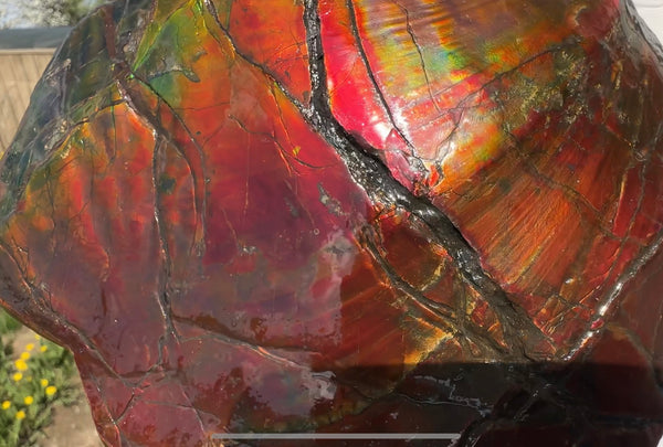 Buy it now or make an offer! Canadian Ammolite  Ammonite Partial Fossil  Big Specimen Home Décor,- CS-238***アンモライト 大型両面 斑彩石 コレクターストーン　価格交渉 FREE SHIPPING