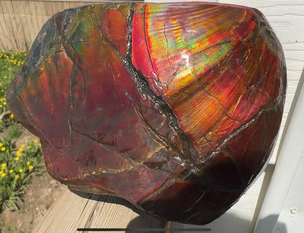 Buy it now or make an offer! Canadian Ammolite  Ammonite Partial Fossil  Big Specimen Home Décor,- CS-238***アンモライト 大型両面 斑彩石 コレクターストーン　価格交渉 FREE SHIPPING