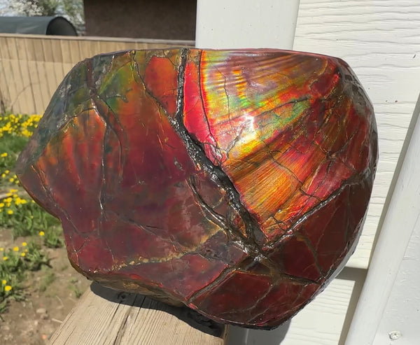 Buy it now or make an offer! Canadian Ammolite  Ammonite Partial Fossil  Big Specimen Home Décor,- CS-238***アンモライト 大型両面 斑彩石 コレクターストーン　価格交渉 FREE SHIPPING