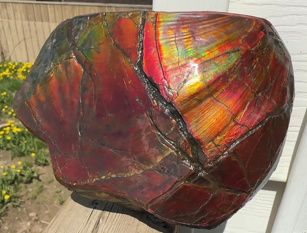 Buy it now or make an offer! Canadian Ammolite  Ammonite Partial Fossil  Big Specimen Home Décor,- CS-238***アンモライト 大型両面 斑彩石 コレクターストーン　価格交渉 FREE SHIPPING