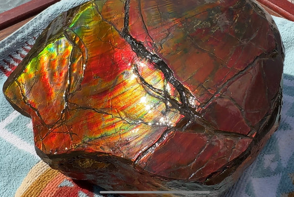 Buy it now or make an offer! Canadian Ammolite  Ammonite Partial Fossil  Big Specimen Home Décor,- CS-238***アンモライト 大型両面 斑彩石 コレクターストーン　価格交渉 FREE SHIPPING