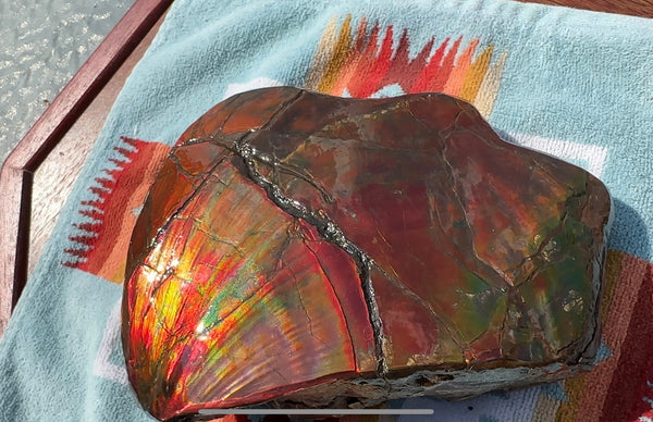 Buy it now or make an offer! Canadian Ammolite  Ammonite Partial Fossil  Big Specimen Home Décor,- CS-238***アンモライト 大型両面 斑彩石 コレクターストーン　価格交渉 FREE SHIPPING