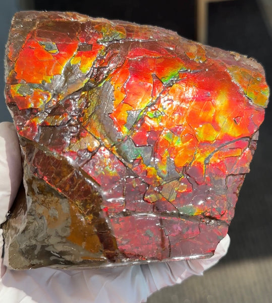 Doubule-Sided 4.64" Canadian Ammolite  Ammonite Partial Fossil  Home Décor,- CS-239 FREE SHIPPING