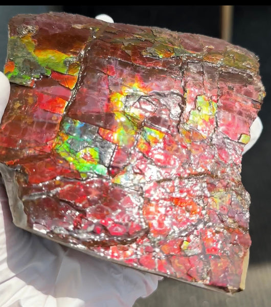 Doubule-Sided 4.64" Canadian Ammolite  Ammonite Partial Fossil  Home Décor,- CS-239 FREE SHIPPING