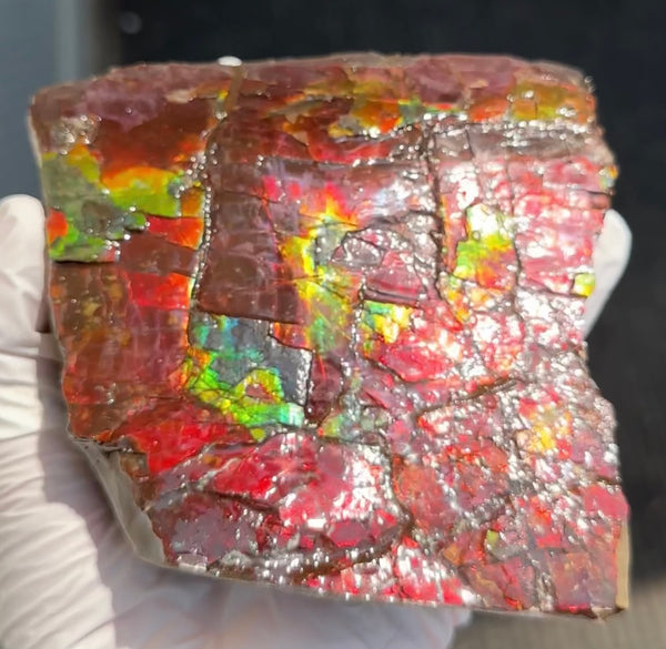 Doubule-Sided 4.64" Canadian Ammolite  Ammonite Partial Fossil  Home Décor,- CS-239 FREE SHIPPING