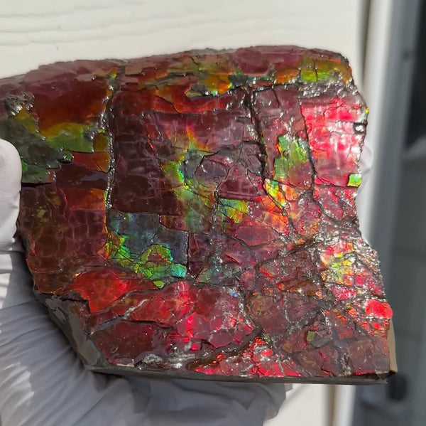 Doubule-Sided 4.64" Canadian Ammolite  Ammonite Partial Fossil  Home Décor,- CS-239 FREE SHIPPING