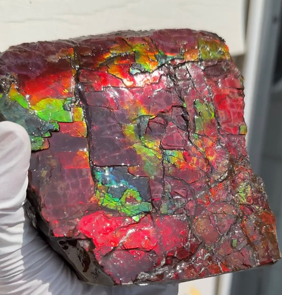 Doubule-Sided 4.64" Canadian Ammolite  Ammonite Partial Fossil  Home Décor,- CS-239 FREE SHIPPING