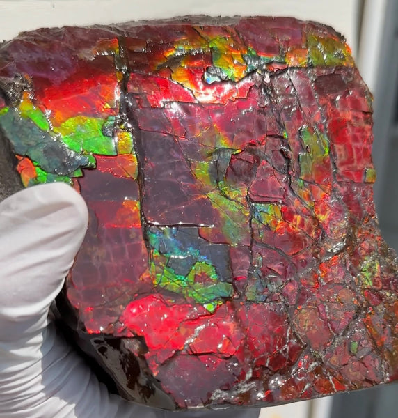 Doubule-Sided 4.64" Canadian Ammolite  Ammonite Partial Fossil  Home Décor,- CS-239 FREE SHIPPING