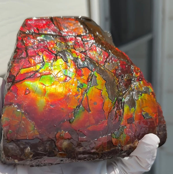 Doubule-Sided 4.64" Canadian Ammolite  Ammonite Partial Fossil  Home Décor,- CS-239 FREE SHIPPING