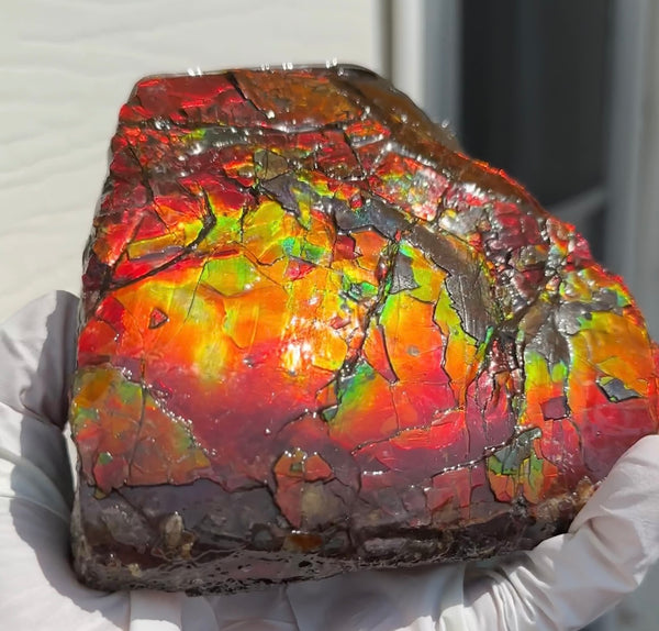 Doubule-Sided 4.64" Canadian Ammolite  Ammonite Partial Fossil  Home Décor,- CS-239 FREE SHIPPING