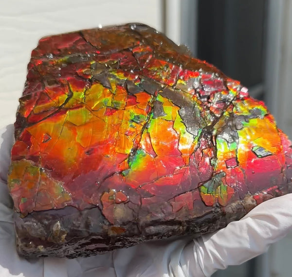 Doubule-Sided 4.64" Canadian Ammolite  Ammonite Partial Fossil  Home Décor,- CS-239 FREE SHIPPING