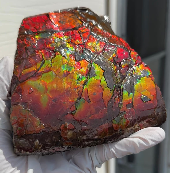 Doubule-Sided 4.64" Canadian Ammolite  Ammonite Partial Fossil  Home Décor,- CS-239 FREE SHIPPING