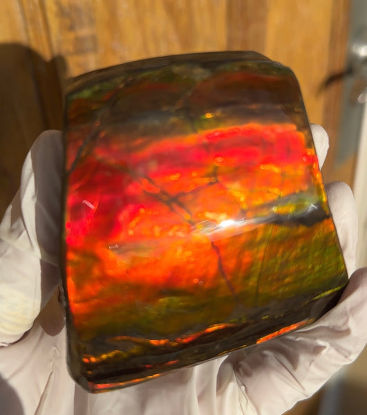 5 pieces set! Double-sided Keel Edge Ammolite Display gem BRIGHT! Handheld Specimen ,Fossil,Fengshui,Metaphysical,Home Decor CS-243