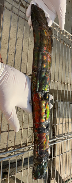 20.4"  51.8cm!! Canadian Ammolite 【HIGH GRADE】Bacculite Fossil Piece Baculites AF-93  バキュライト アンモライト Baculite Free Shipping!!