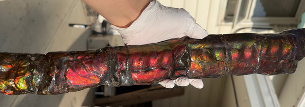 20.4"  51.8cm!! Canadian Ammolite 【HIGH GRADE】Bacculite Fossil Piece Baculites AF-93  バキュライト アンモライト Baculite Free Shipping!!