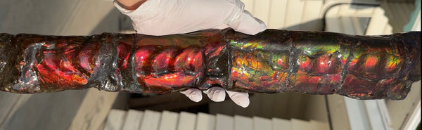 20.4"  51.8cm!! Canadian Ammolite 【HIGH GRADE】Bacculite Fossil Piece Baculites AF-93  バキュライト アンモライト Baculite Free Shipping!!