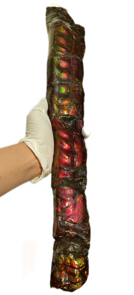 20.4"  51.8cm!! Canadian Ammolite 【HIGH GRADE】Bacculite Fossil Piece Baculites AF-93  バキュライト アンモライト Baculite Free Shipping!!