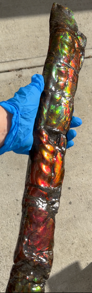 20.4"  51.8cm!! Canadian Ammolite 【HIGH GRADE】Bacculite Fossil Piece Baculites AF-93  バキュライト アンモライト Baculite Free Shipping!!