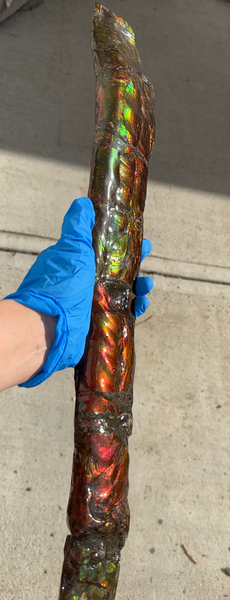 20.4"  51.8cm!! Canadian Ammolite 【HIGH GRADE】Bacculite Fossil Piece Baculites AF-93  バキュライト アンモライト Baculite Free Shipping!!