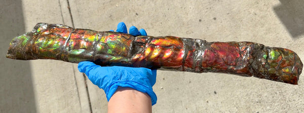 20.4"  51.8cm!! Canadian Ammolite 【HIGH GRADE】Bacculite Fossil Piece Baculites AF-93  バキュライト アンモライト Baculite Free Shipping!!