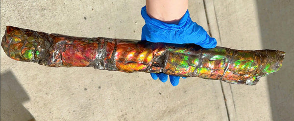 20.4"  51.8cm!! Canadian Ammolite 【HIGH GRADE】Bacculite Fossil Piece Baculites AF-93  バキュライト アンモライト Baculite Free Shipping!!