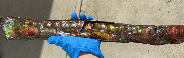 20.4"  51.8cm!! Canadian Ammolite 【HIGH GRADE】Bacculite Fossil Piece Baculites AF-93  バキュライト アンモライト Baculite Free Shipping!!