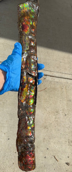 20.4"  51.8cm!! Canadian Ammolite 【HIGH GRADE】Bacculite Fossil Piece Baculites AF-93  バキュライト アンモライト Baculite Free Shipping!!