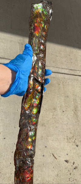 20.4"  51.8cm!! Canadian Ammolite 【HIGH GRADE】Bacculite Fossil Piece Baculites AF-93  バキュライト アンモライト Baculite Free Shipping!!