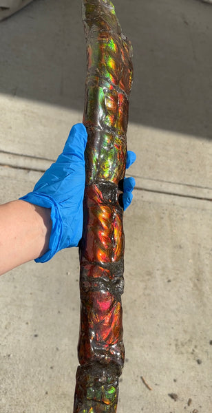 20.4"  51.8cm!! Canadian Ammolite 【HIGH GRADE】Bacculite Fossil Piece Baculites AF-93  バキュライト アンモライト Baculite Free Shipping!!