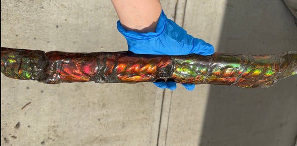 20.4"  51.8cm!! Canadian Ammolite 【HIGH GRADE】Bacculite Fossil Piece Baculites AF-93  バキュライト アンモライト Baculite Free Shipping!!