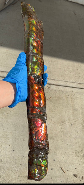 20.4"  51.8cm!! Canadian Ammolite 【HIGH GRADE】Bacculite Fossil Piece Baculites AF-93  バキュライト アンモライト Baculite Free Shipping!!