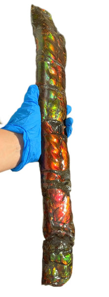 20.4"  51.8cm!! Canadian Ammolite 【HIGH GRADE】Bacculite Fossil Piece Baculites AF-93  バキュライト アンモライト Baculite Free Shipping!!