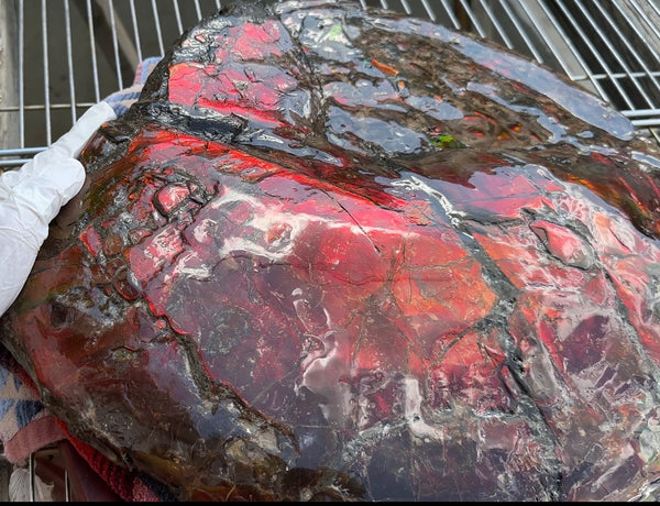 AF-95  17.7" Ammonite Fossil - Placenticeras meeki　Ammolite **FREE SHIPPING***　アンモライト 斑彩石　